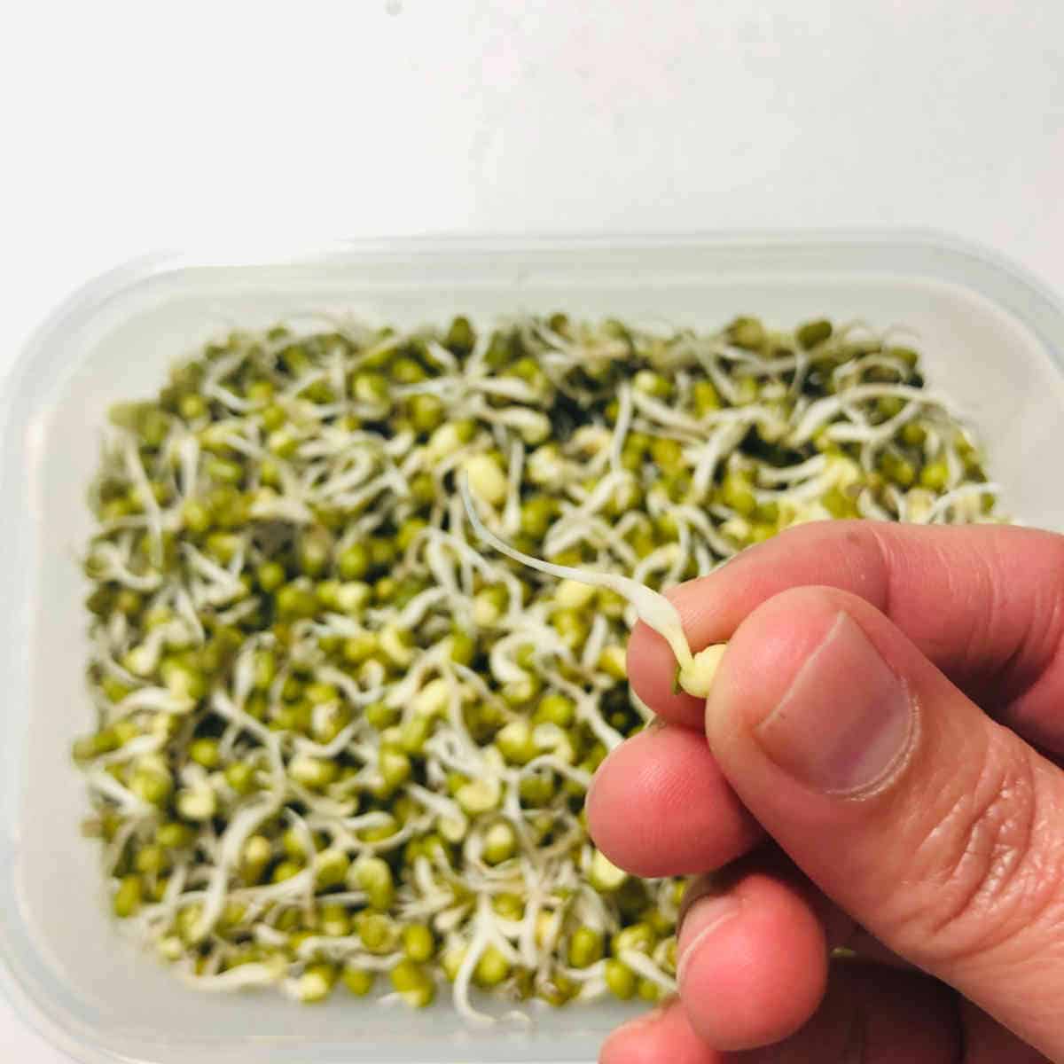 Long shoot of mung bean on day 4.
